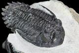 Two Hollardops Trilobites - Fantastic Display #108692-4